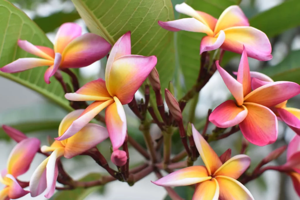 Imagem das flores do jasmim-manga para ilustrar matéria sobre planta de jardim que gosta de sol