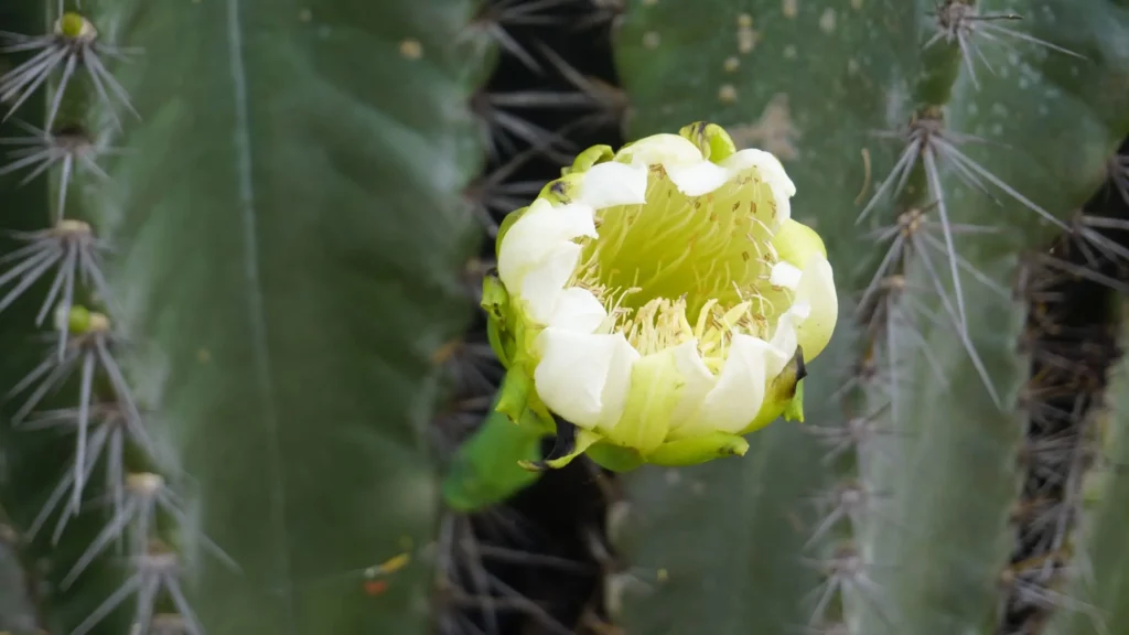 Imagem de um mandacaru, planta nativa do nordeste, para ilustrar matéria sobre planta de jardim que gosta de sol