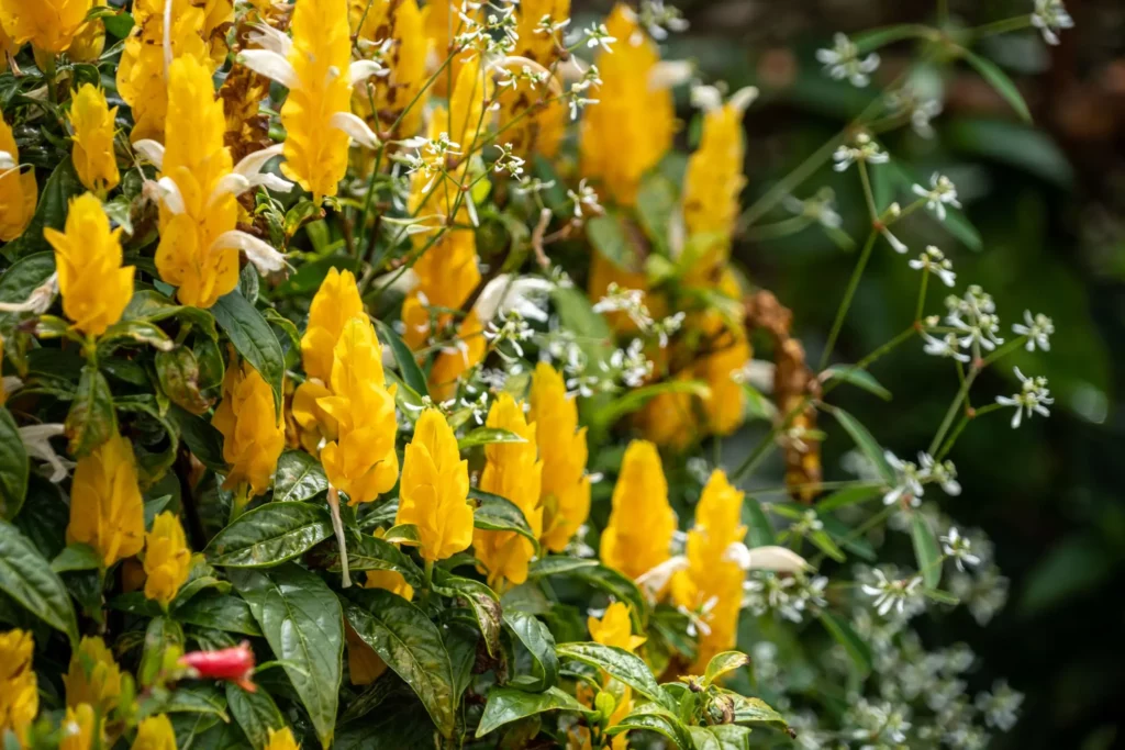 Imagem de vários camarões amarelos para ilustrar matéria sobre planta de jardim que gosta de sol