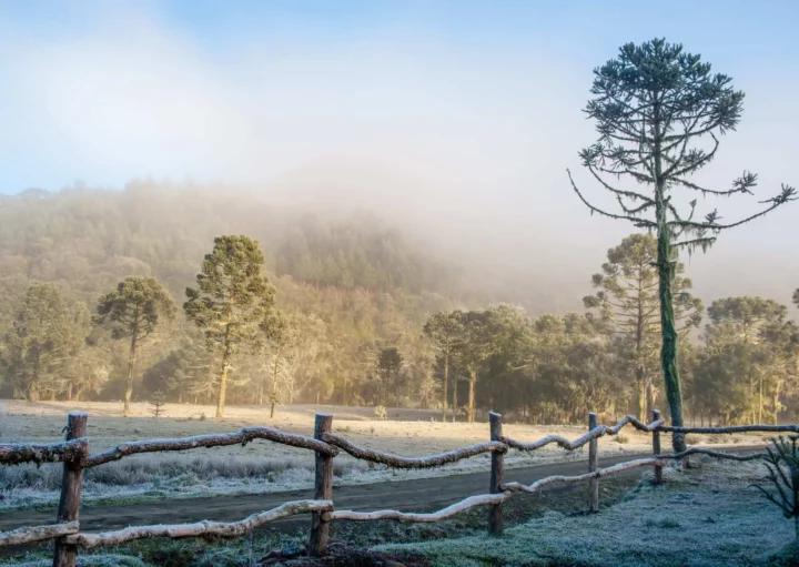 Imagem panorâmica de serra brasileira durante o inverno, com araucárias e plantas congeladas, para ilustrar matéria sobre qual a cidade mais fria do Rio Grande do Sul