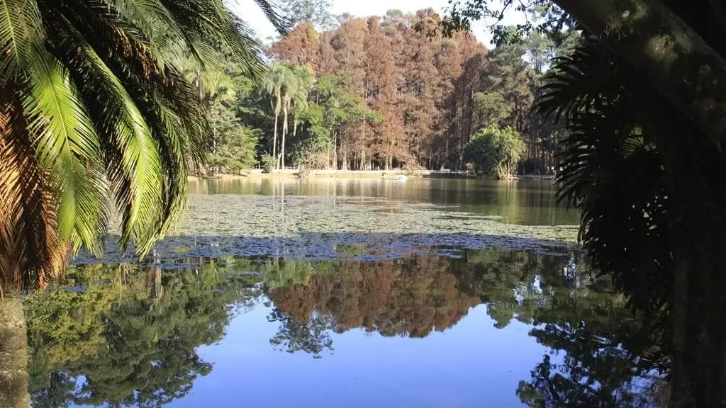 Imagem do Horto Florestal, em São Paulo, mostra um lago calmo cercado por árvores com reflexos cintilantes na água. As folhas das palmeiras emolduram a cena pacífica.