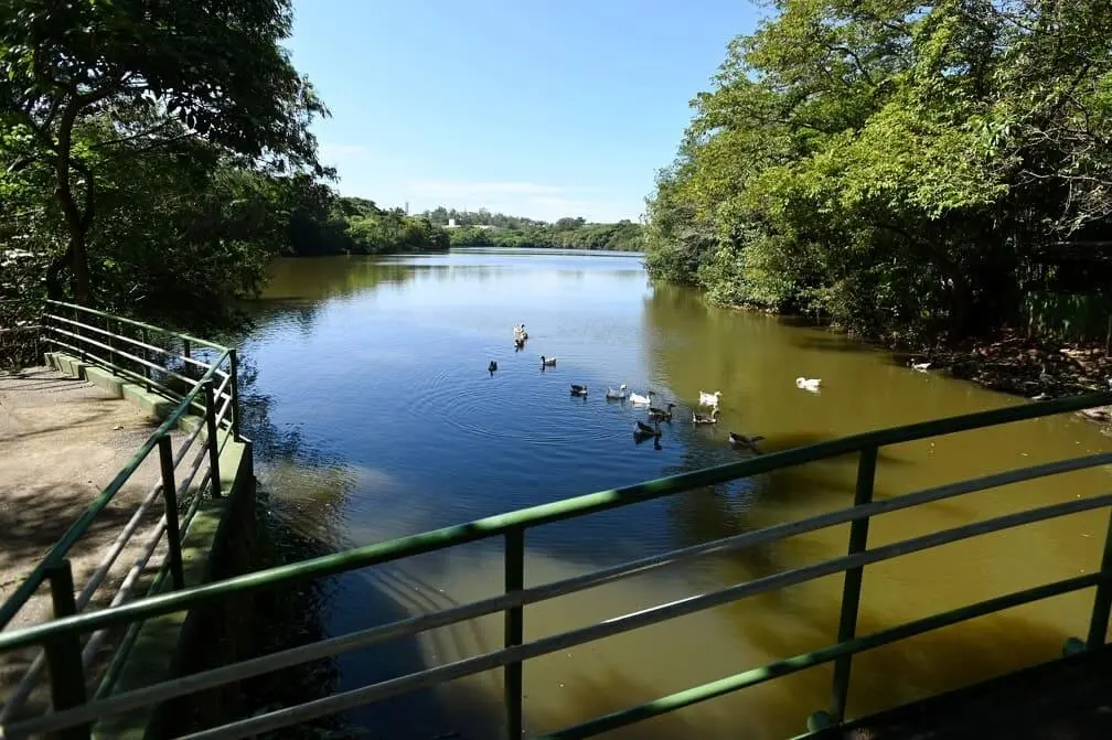 Um lago tranquilo cercado por árvores verdejantes em um dos parques de Campinas, com patos nadando na água. Uma grade de metal e um caminho são visíveis em primeiro plano, sob um céu azul límpido.