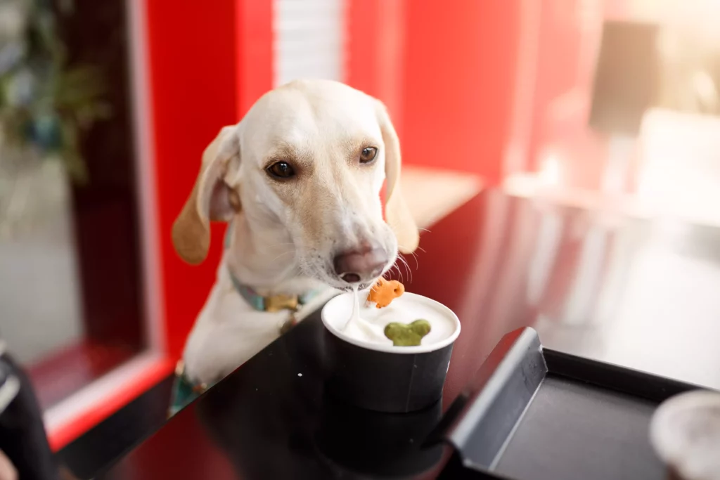 Cachorro em restaurante pet friendly se alimentando com refeição específica para animais, com biscoito para cachorros