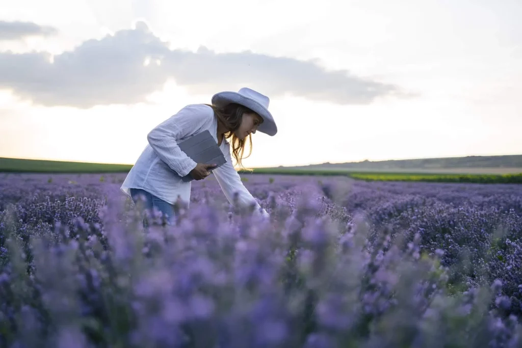 Imagem de uma pessoa de camisa branca e chapéu de abas largas está em um campo de lavanda ao pôr do sol, segurando um livro e tocando gentilmente as flores de lavanda. O céu está parcialmente nublado e as flores roxas se estendem ao longe.