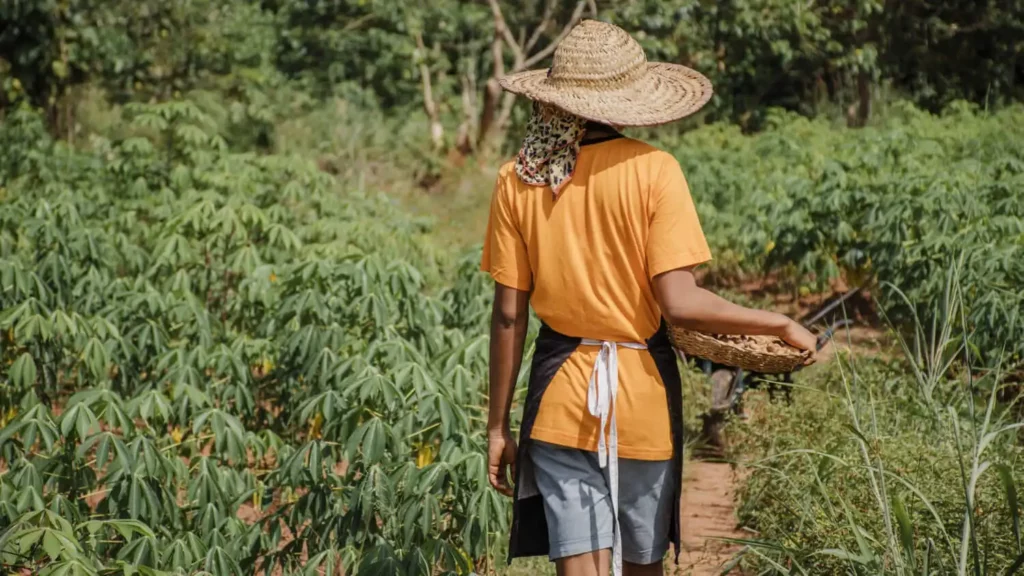 Imagem de uma pessoa usando um chapéu de palha e camisa laranja caminhando por um campo verde carregando uma cesta. A pessoa está de costas para a câmera e o campo está repleto de plantas frondosas. As árvores são visíveis ao fundo.