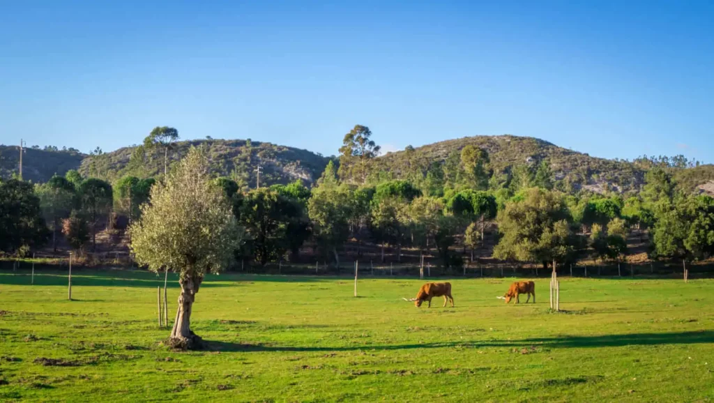 Imagem de um campo gramado com duas vacas marrons pastando, árvores espalhadas e colinas verdes baixas ao fundo sob um céu azul claro.