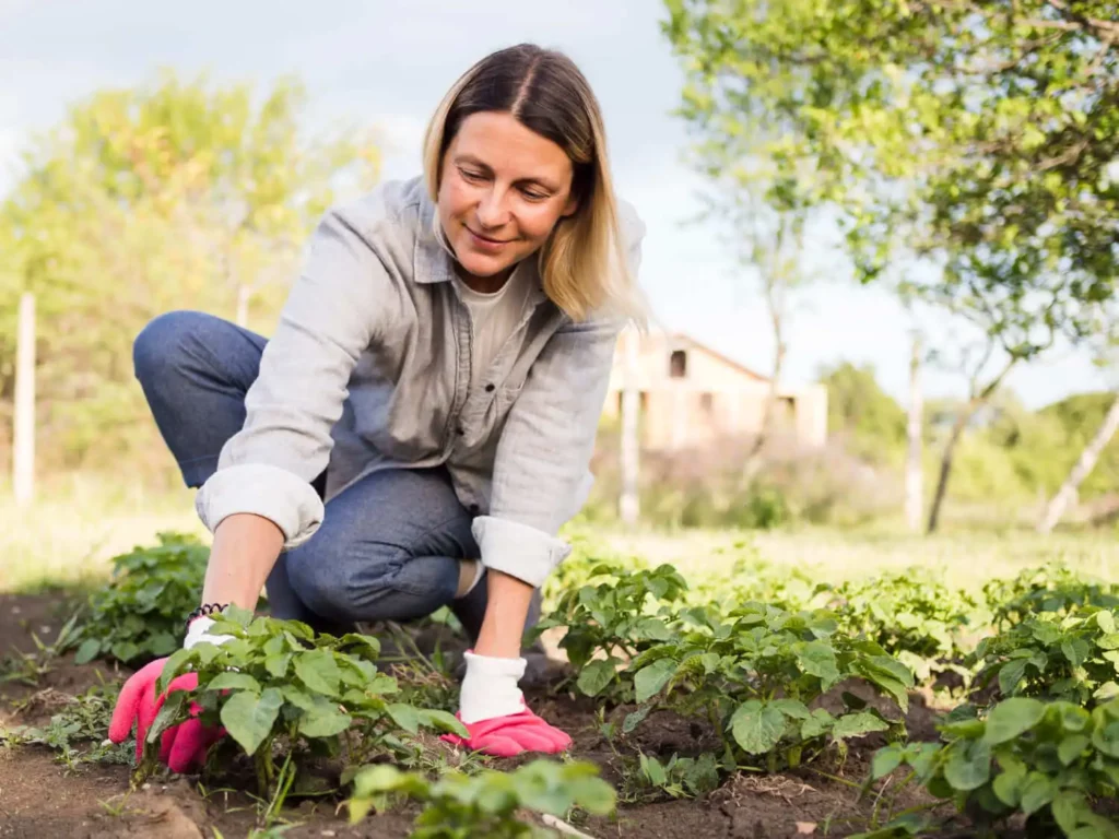 Imagem de uma mulher vestindo camisa cinza, jeans e luvas cor-de-rosa está agachada cuidando de plantas verdes em um jardim em um dia ensolarado, com uma casa e árvores visíveis ao fundo.