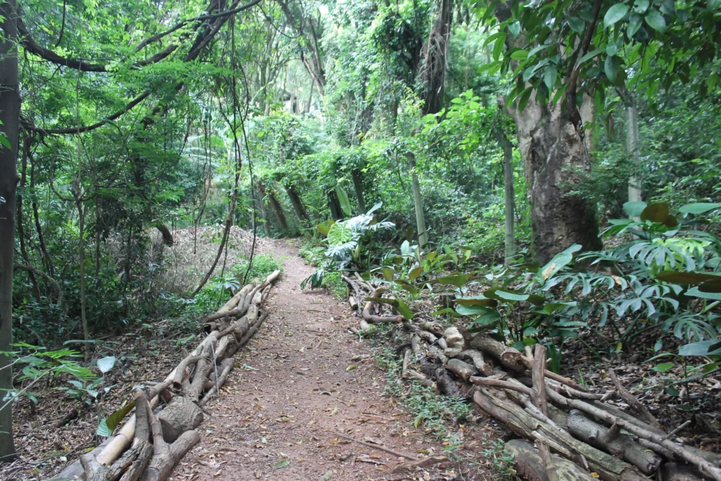 Imagem de uma trilha do Parque Mosteiro Tom Jobim, em Belo Horizonte, para ilustrar matéria sobre parque ecológico em BH