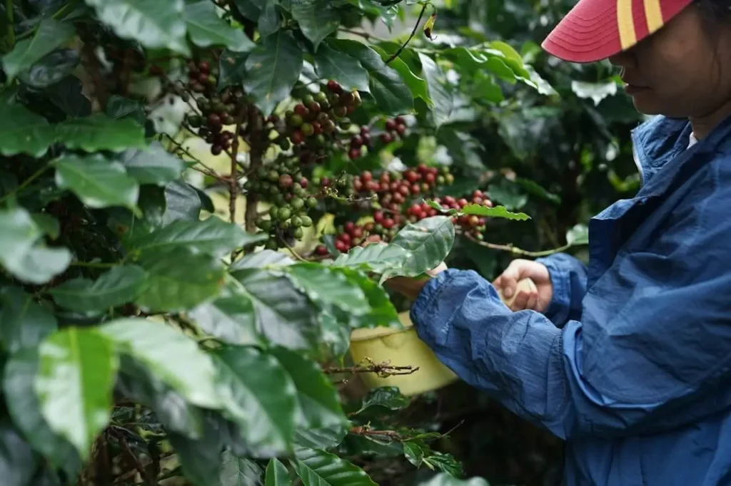 Imagem de uma pessoa com jaqueta azul e boné vermelho está colhendo cerejas de café maduras de uma planta de café exuberante, cercada por folhas verdes, para ilustrar matéria sobre as cafeterias temáticas em Florianópolis.